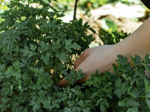 Aprende a cultivar perejil en casa y ten hierbas frescas todo el año