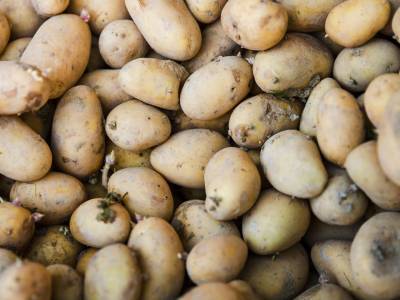 No comas patatas con brotes antes de leer esto