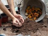 Estos son los 5 alimentos que nunca debes echar al compostador