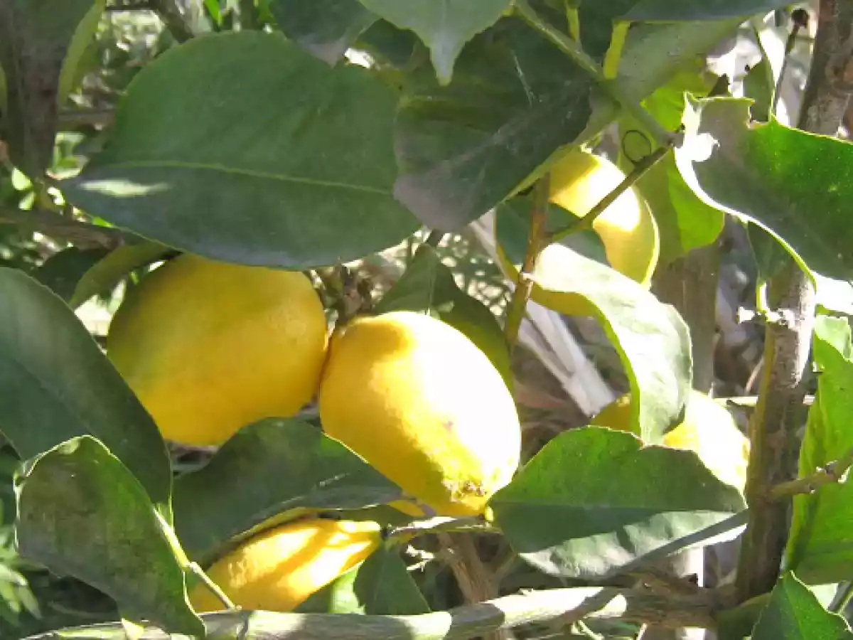 Mini lemon pie sin TACC - foto 17