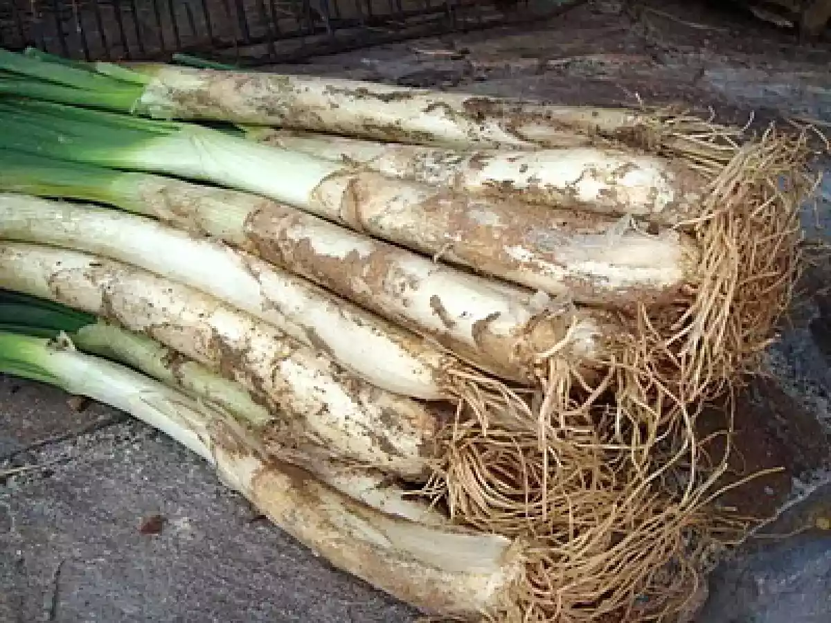 Salsa romesco y Calçots - foto 2